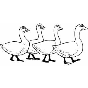 300x300 Four Geese Coloring Sheet