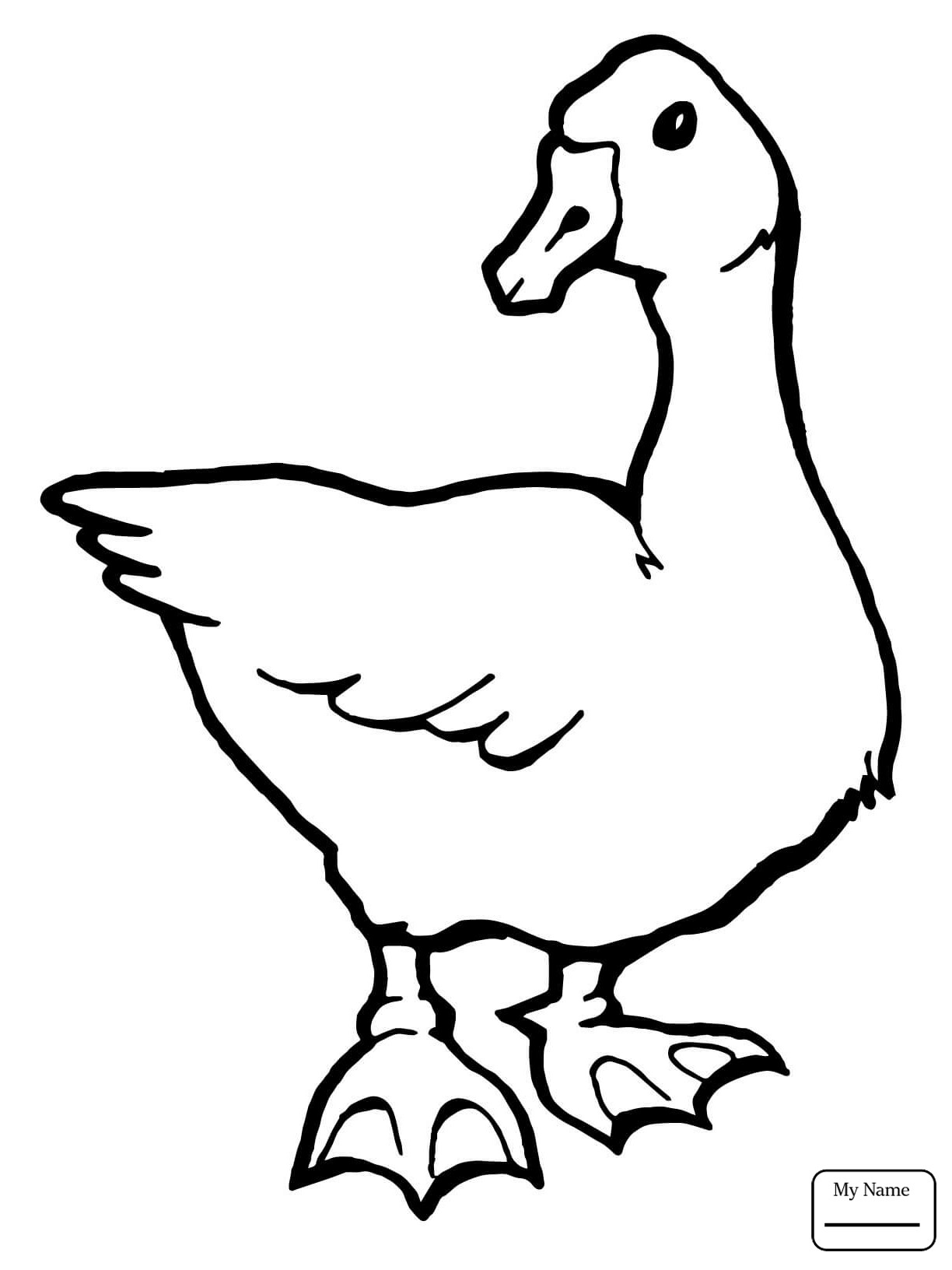 1224x1632 Attractive Canadian Goose Coloring Page Adornment