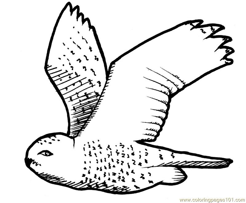 Flying Owl Coloring Page 800x659 Flying Owl Coloring Page