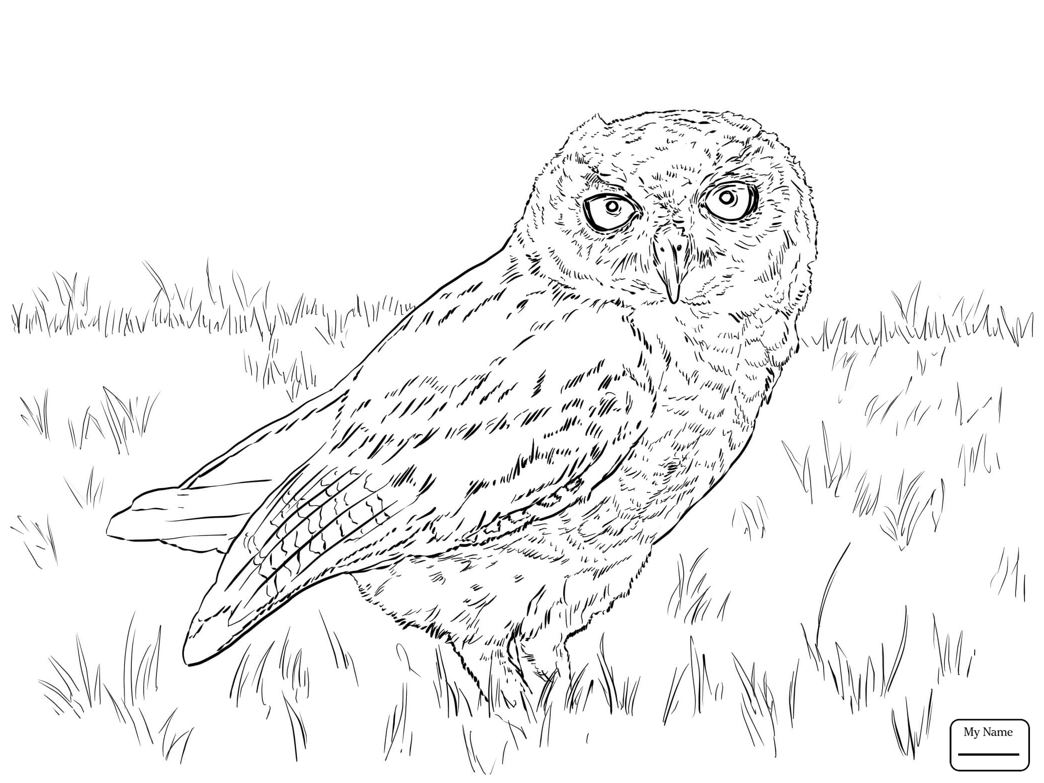New Birds Barn Owl Owls Coloring Pages 2089x1567 New Birds Barn Owl Owls Coloring Pages