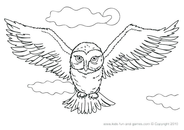 Owl Color Pages Owl Color Pages Snowy Owl Coloring Pages Snowy Owl 736x522 Owl Color Pages Owl Color Pages Snowy Owl Coloring Pages Snowy Owl