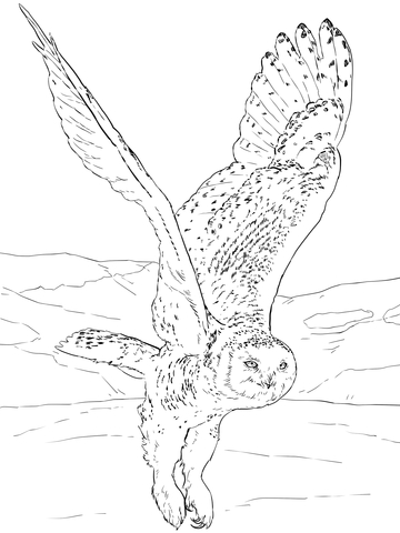 Snowy Owl After Flight Coloring Page 360x480 Snowy Owl After Flight Coloring Page