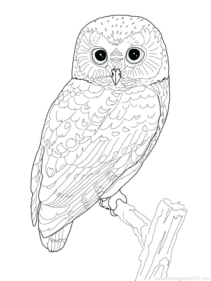 Owl Mandala Coloring Pages For Adults 736x980 Owl Mandala Coloring Pages For Adults