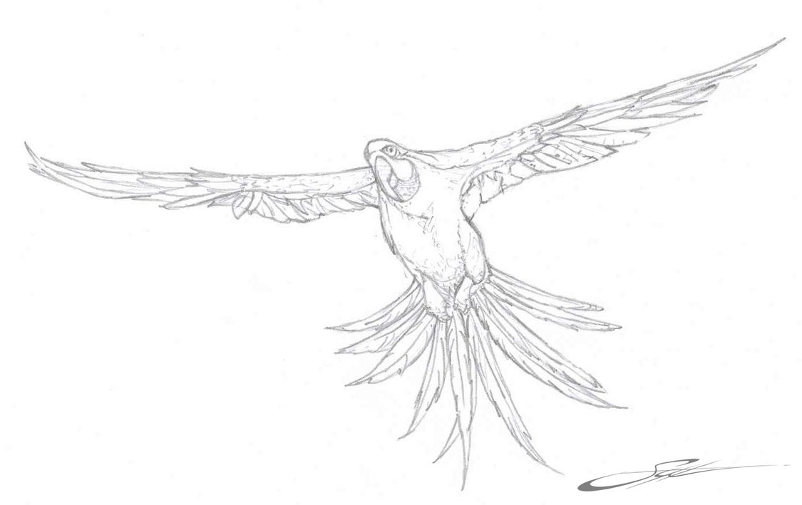 Free Printable Parrot Coloring Pages For Kids 1125x709 Free Printable Parrot Coloring Pages For Kids