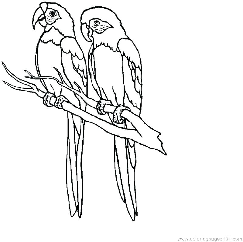 Parrot Coloring Page Macaw Coloring Pages Parrot Coloring Page 800x798 Parrot Coloring Page Macaw Coloring Pages Parrot Coloring Page