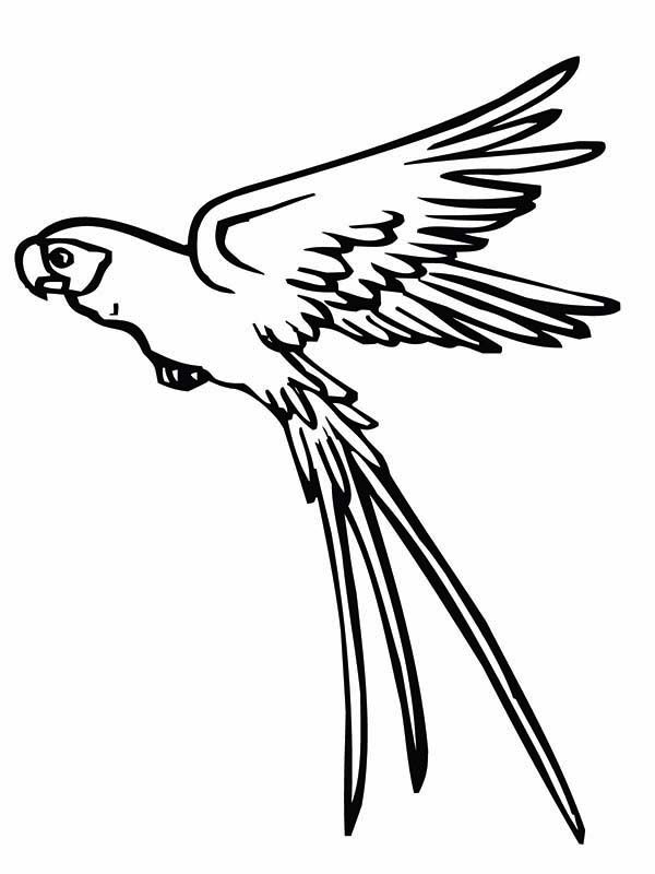 Parrot Is Flying Coloring Page Desenhos E Silhuetas 600x800 Parrot Is Flying Coloring Page Desenhos E Silhuetas