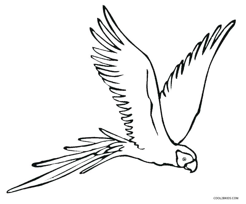 Parrot Coloring Page Impair.co 800x662 Parrot Coloring Page Impair.co