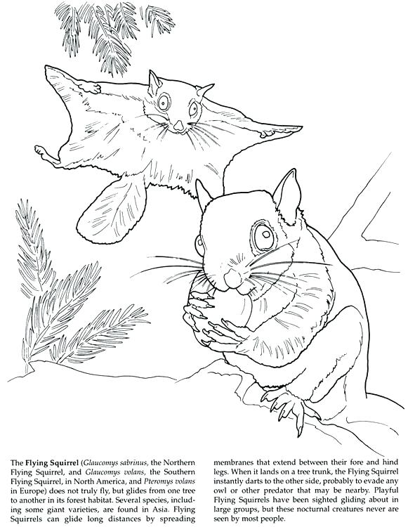 Flying Squirrel Coloring Page Drawn Squirrel Coloring Page 2 591x750 Flying Squirrel Coloring Page Drawn Squirrel Coloring Page 2