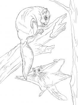 Northern Flying Squirrel Coloring Page Super Coloring Flying 262x350 Northern Flying Squirrel Coloring Page Super Coloring Flying