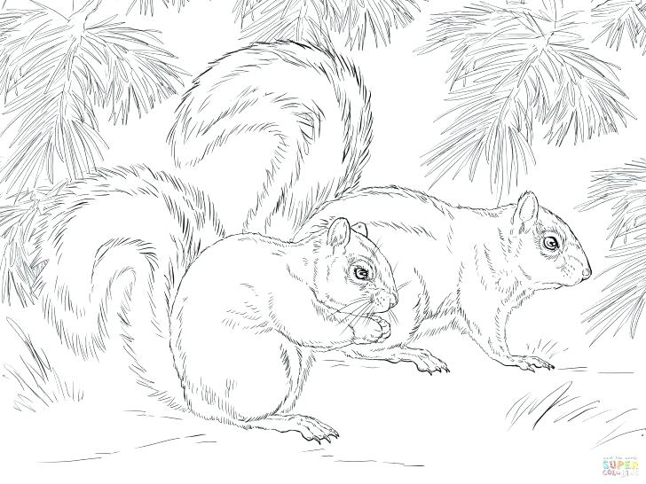 Squirrel Coloring Page Grey Squirrel Coloring Page Flying Squirrel 728x546 Squirrel Coloring Page Grey Squirrel Coloring Page Flying Squirrel