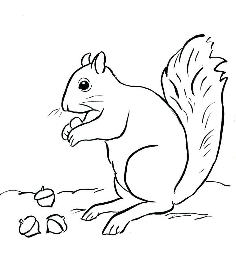 Squirrel Coloring Page Squirrel Coloring Page Flying Squirrel 760x861 Squirrel Coloring Page Squirrel Coloring Page Flying Squirrel