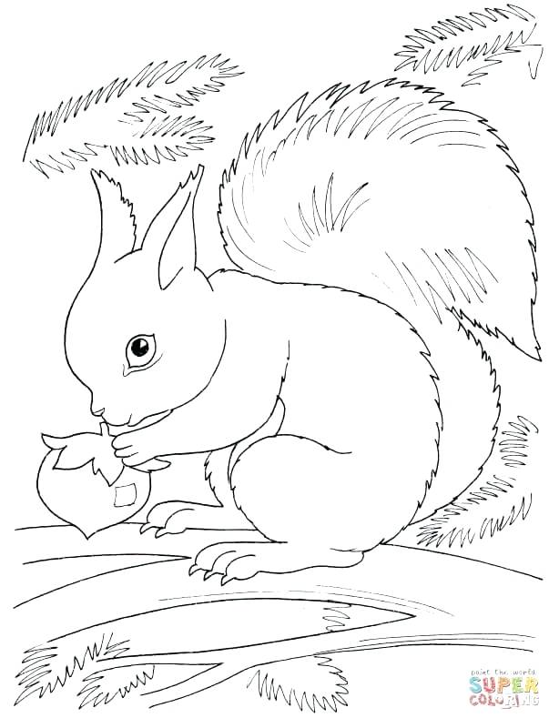 Squirrel Coloring Page Squirrel Eating Nut Flying Squirrel 614x800 Squirrel Coloring Page Squirrel Eating Nut Flying Squirrel