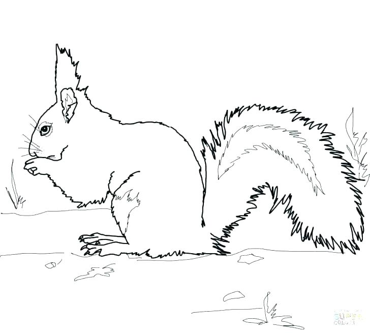 Squirrel Pattern Printable Squirrel Coloring Page Pencil And 728x655 Squirrel Pattern Printable Squirrel Coloring Page Pencil And