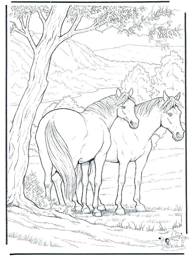 660x880 Coloring Pages Of A Horse Colouring Page Of A Horse And Foal