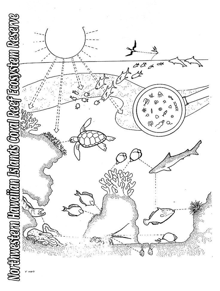 Food Chain Coloring Pages