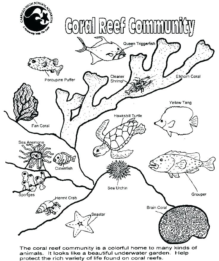 736x877 Food Web Coloring Pages Food Chain Coloring Es Printable Ocean