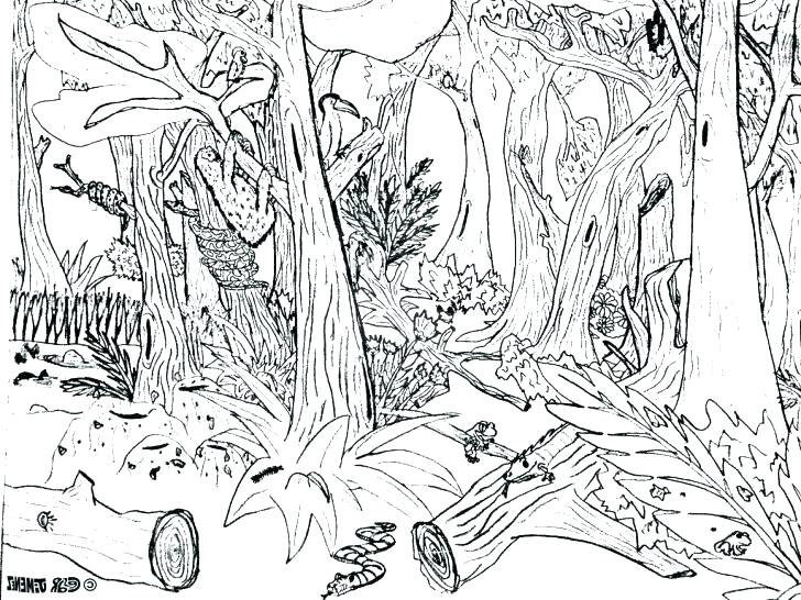 Animal Coloring Pages To Print Cool Animal Coloring Pages Forest 728x546 Animal Coloring Pages To Print Cool Animal Coloring Pages Forest