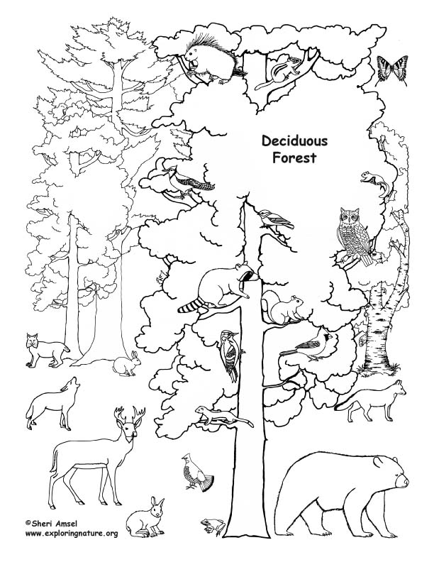Temperate Forest Coloring Pages 612x792 Temperate Forest Coloring Pages