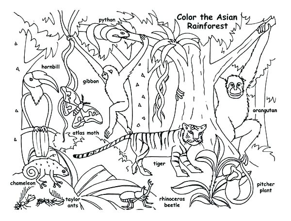 600x457 Forest Coloring Page Forest Animals Coloring Pages Rain Forest