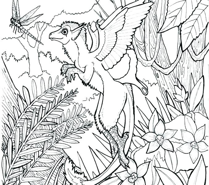 678x600 Forest Coloring Page Rain Forest Coloring Pages Rain Forest