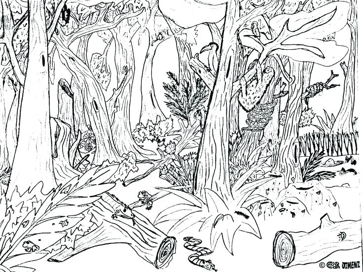 736x552 Forest Coloring Pages Printable With Page Inspirations 14