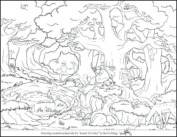 564x437 Rainforest Coloring Pages Forest Coloring Pages Printable Free