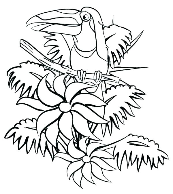 600x674 Rainforest Flowers Coloring Pages Coloring Pages Printable Ideas