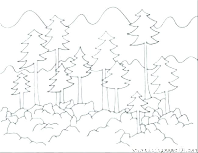 650x502 Forest Coloring Pages Coloring Forest Coloring Page Coloring