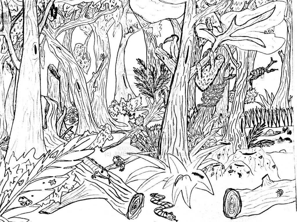 1024x768 Forest Animal Coloring Pages
