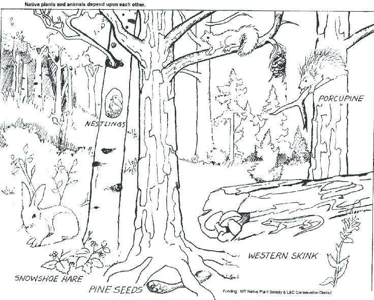 736x590 Coloring Pages Forest Forest Coloring Pages Deciduous Forest