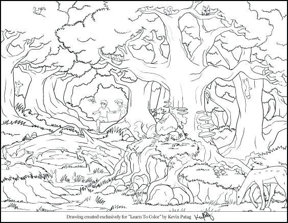 564x437 Forest Animals Coloring Page Free Download Forest Animals Coloring