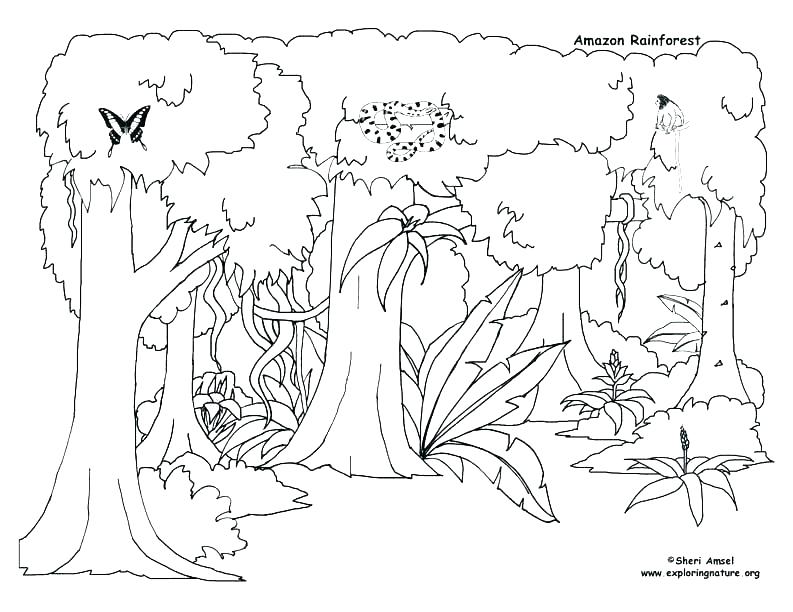 793x612 Animal Habitat Coloring Pages Animal Habitat Color Page