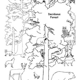 268x268 Habitats (Biomes) Coloring Nature Coloring Pages Animals In