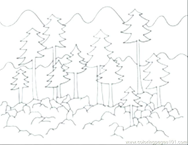 Forest Coloring Pages Forest Coloring Page Perfect Forest Coloring 650x502 Forest Coloring Pages Forest Coloring Page Perfect Forest Coloring