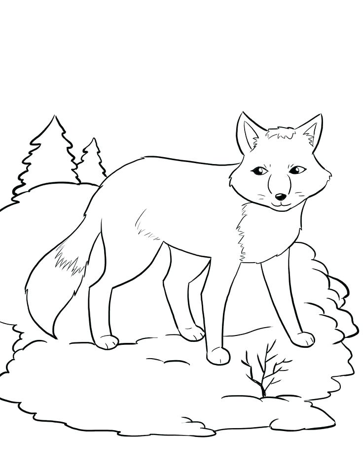 736x952 Fox Coloring Pages And Arctic Fox Coloring Page Coloring Pages