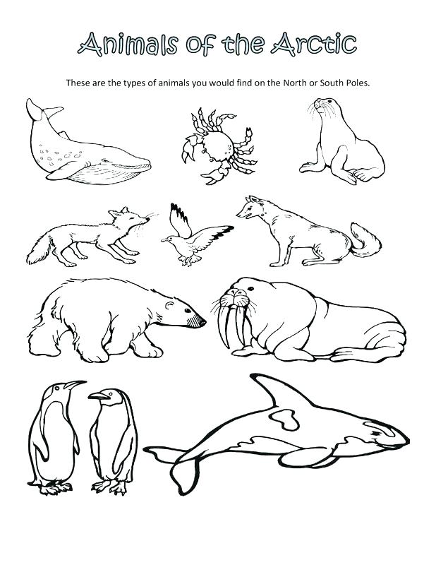 618x800 Arctic Coloring Pages Arctic Animal Coloring Pages Coloring Page