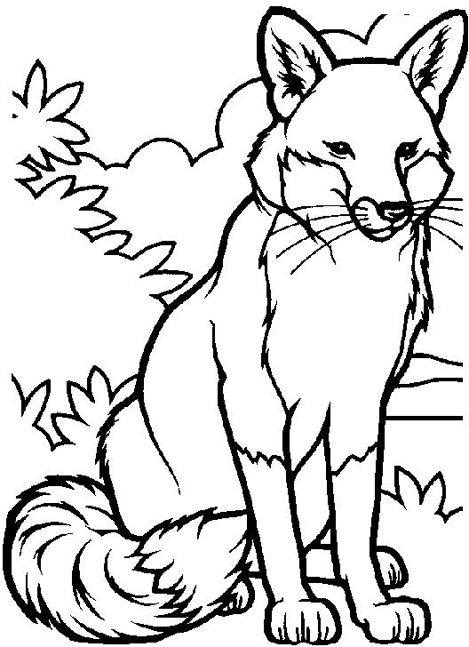528x728 Aggressive Male Fox Coloring Pages Coloring Pages