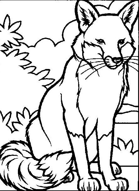 Fox Coloring Page In Animals Coloring Pages 443x609 Fox Coloring Page In Animals Coloring Pages