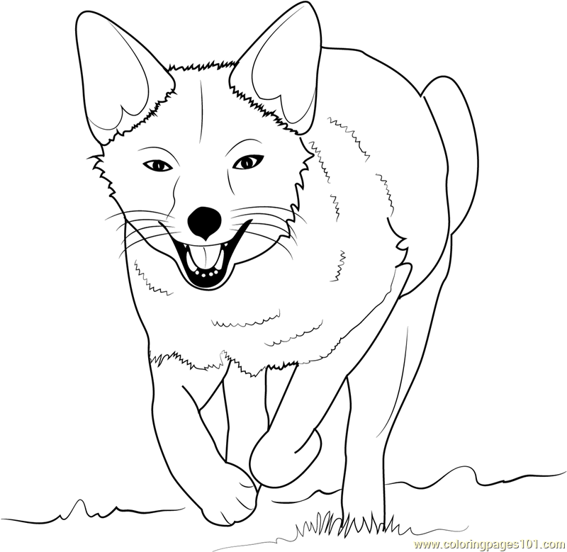 Fox Coloring Pages 800x779 Fox Coloring Pages