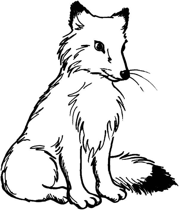 Rare Fox Pictures To Color Artic Coloring Pages Best Place 600x702 Rare Fox Pictures To Color Artic Coloring Pages Best Place