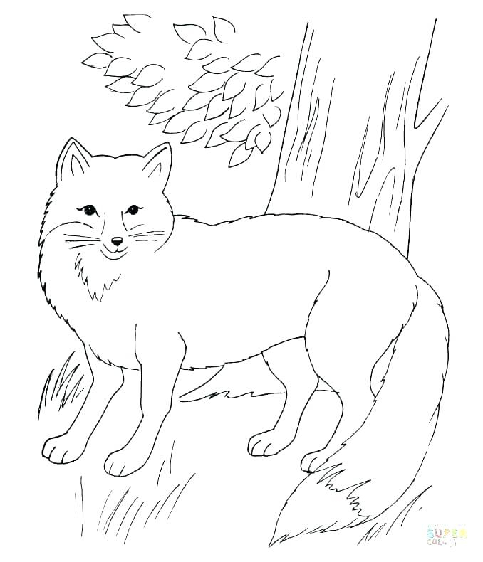 Realistic Fox Coloring Pages Fun Time 678x790 Realistic Fox Coloring Pages Fun Time