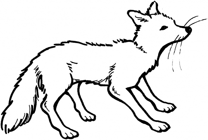 Fox Coloring Pages 4 700x472 Fox Coloring Pages 4