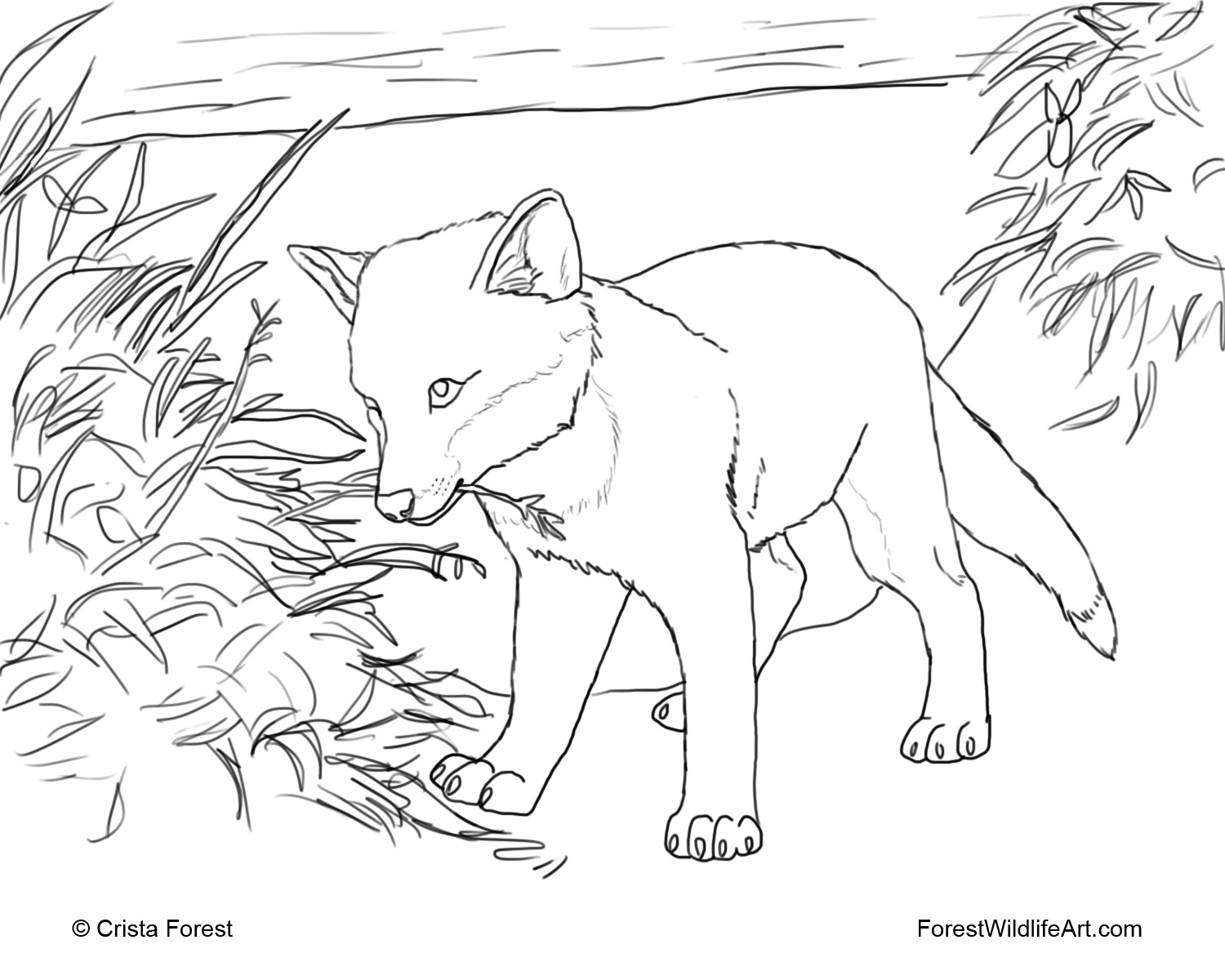 1500x1200 Fox Coloring Pages Free Coll On Beauteous Ocean Animal Coloring