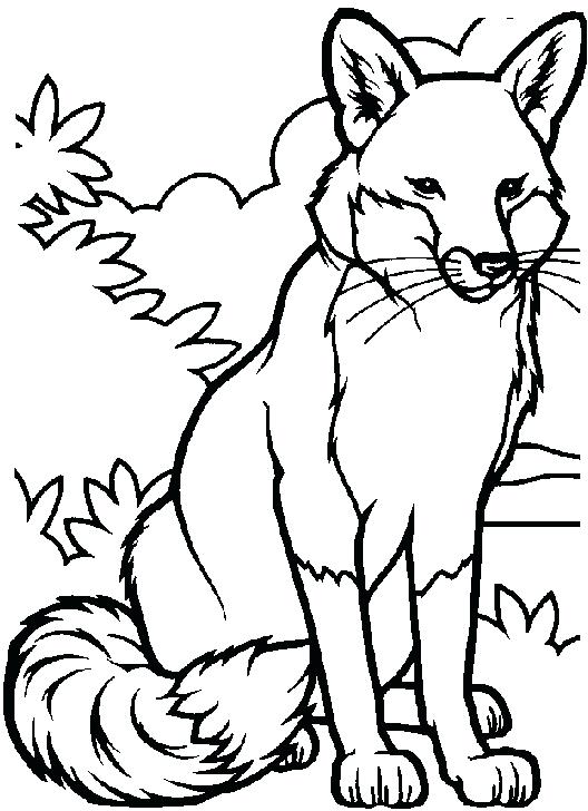 Fox Coloring Pages Aggressive Male Fox Coloring Pages Fox Coloring 528x728 Fox Coloring Pages Aggressive Male Fox Coloring Pages Fox Coloring