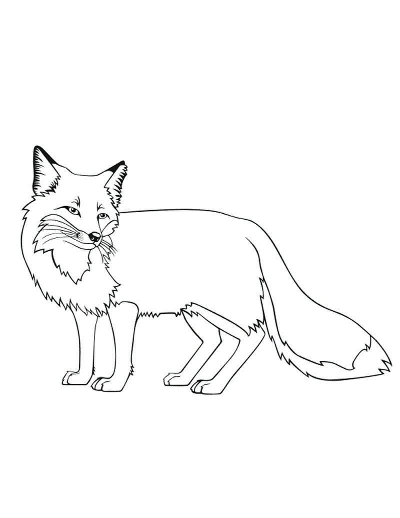 Urgent Fennec Fox Coloring Page Pages Free 800x1035 Urgent Fennec Fox Coloring Page Pages Free
