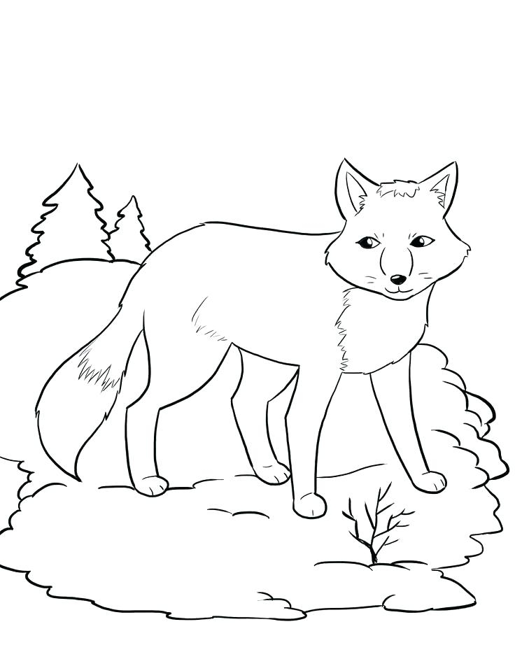 Fox Coloring Pages Images