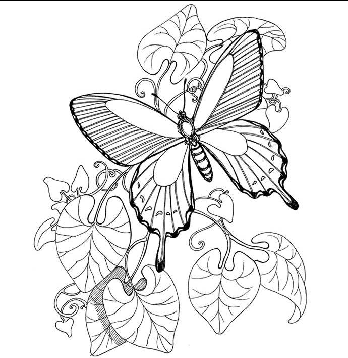 690x708 Cute Butterfly Coloring Pages