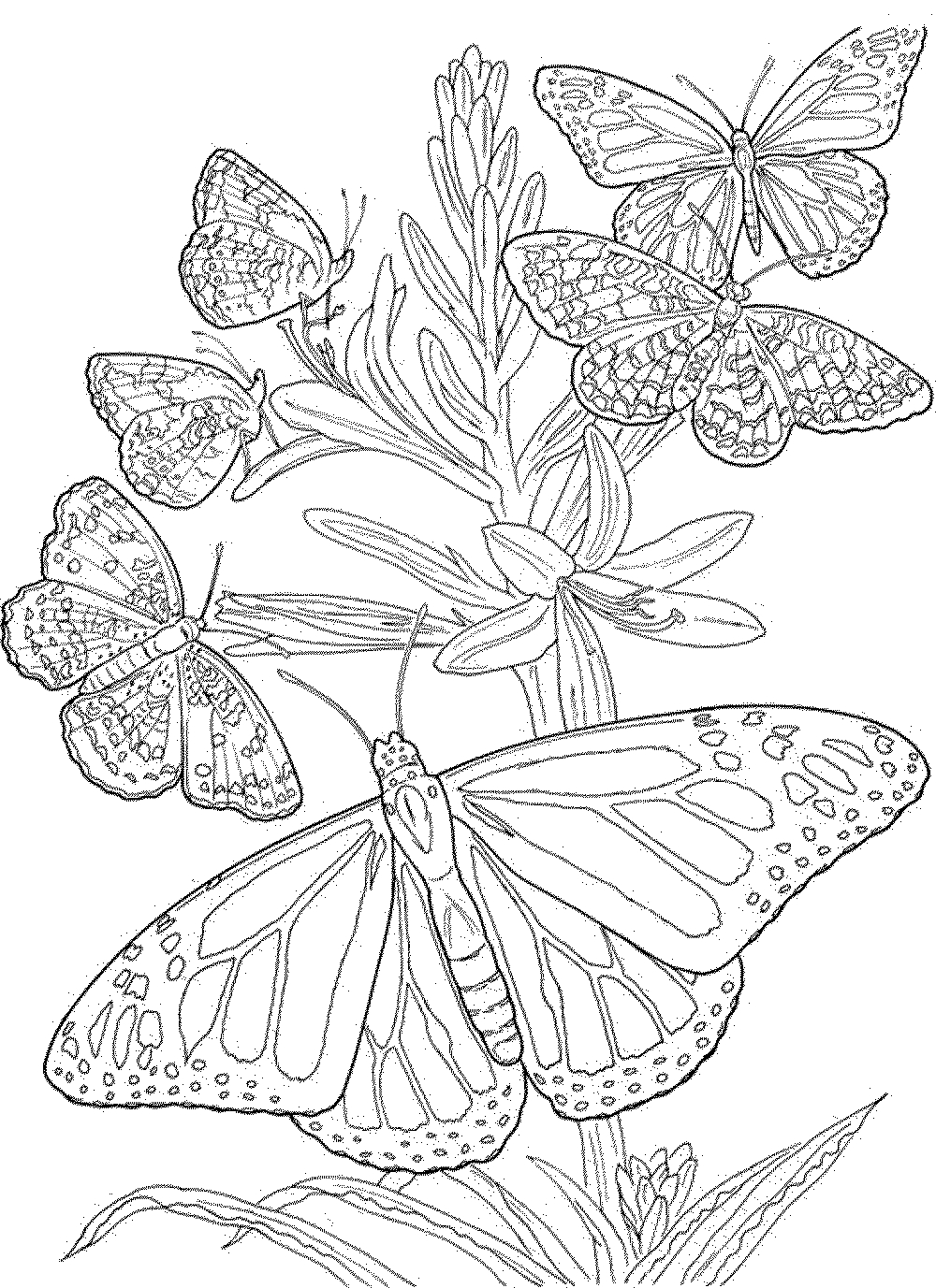 1000x1377 Helpful Coloring Pages Of Butterflies For Adults Free Adult