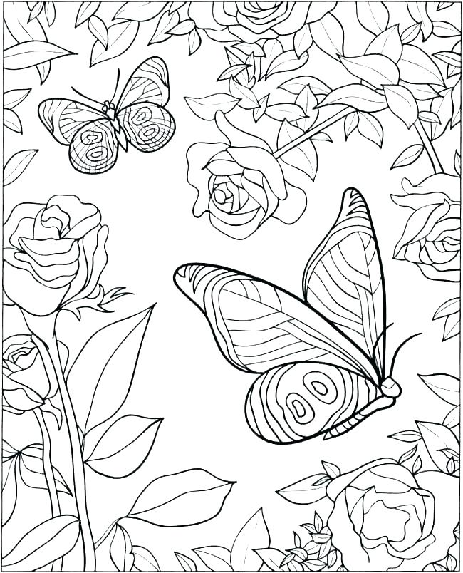 650x804 Coloring Pages Of Butterfly