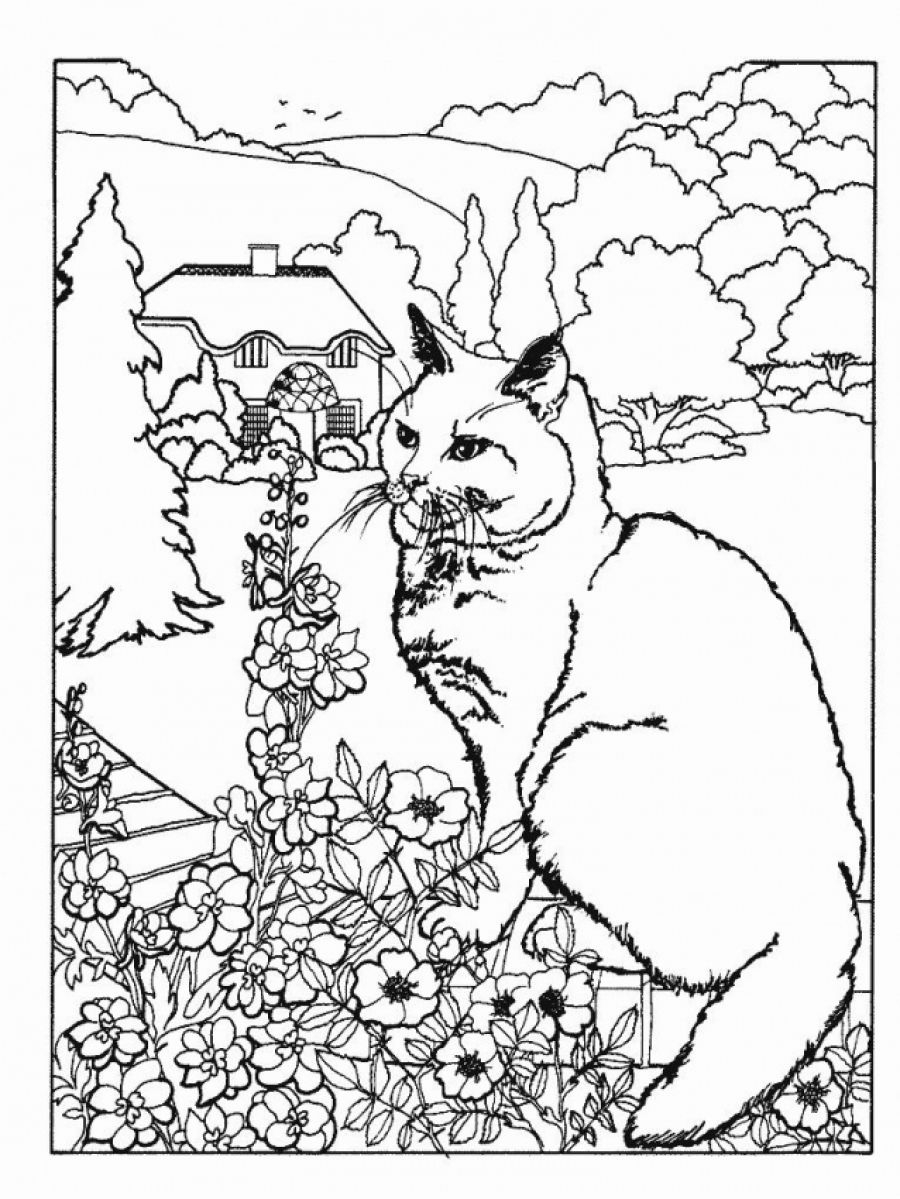 Free Adult Coloring Pages Of Cats Pdf Printable 900x1199 Free Adult Coloring Pages Of Cats Pdf Printable